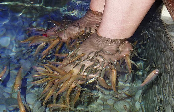  Fish Massage
